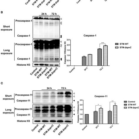 Spvc Attenuates Pyroptosis In The Ceca In Host Defense Against