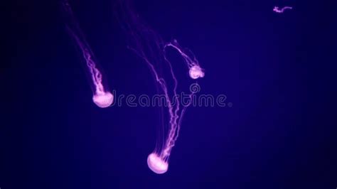 Two Beautiful Jellyfish Swim In Blue Water 4k Video Stock Video