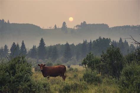 Preventing Negative Side Effects Of Cattle Vaccinations