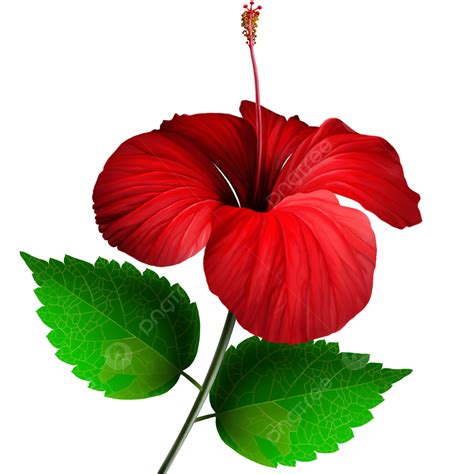 Hibiscus De Malaisie PNG Malaisie Hibiscus Fleur Fichier PNG Et PSD