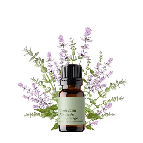 Pure Natural Clary Sage Essential Oil Wholesale 012025