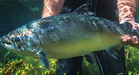 New Zealand King Salmon Braces For Another Heat Wave As It Fights To