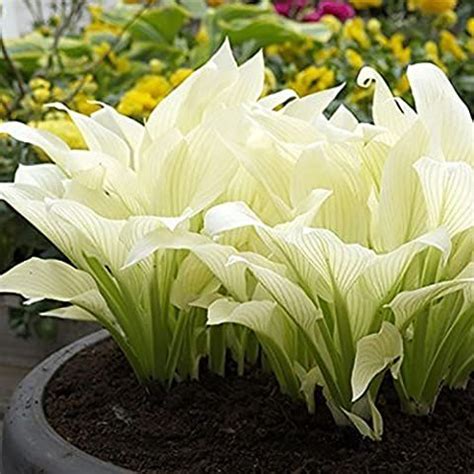 20pcs Hosta Plantaginea Seeds Fragrant Plantain Flower Fire And Ice