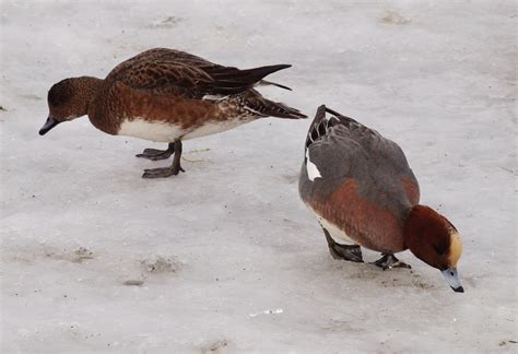 EURASIAN WIGEON