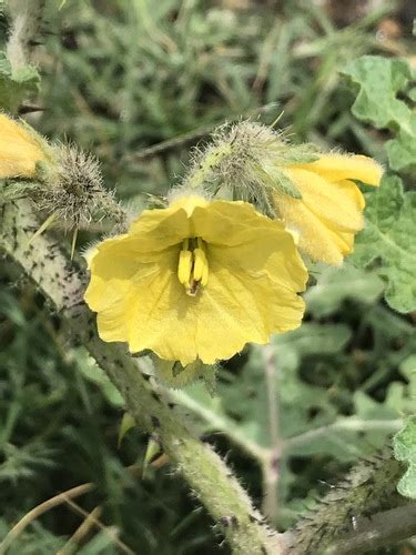 Abrojo Peludo Solanum Tectum · Inaturalist Mexico