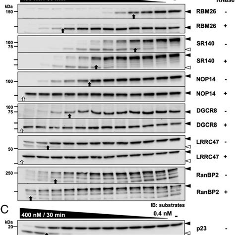 Schematic Model Of RNA Enhanced Caspase 7 Cleavage Of RNA BPs See