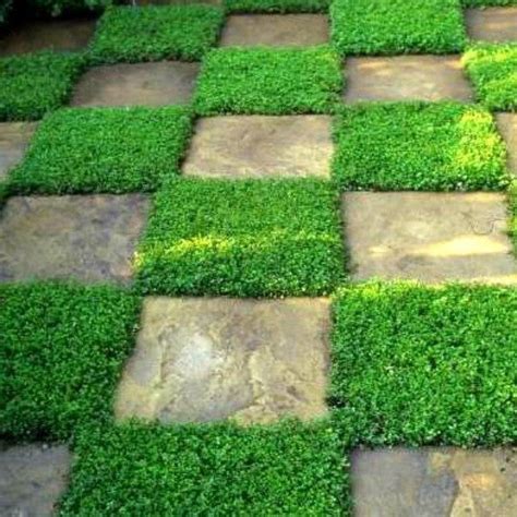 Creeping Thyme - Fragrant Groundcover – Smart Seeds Emporium