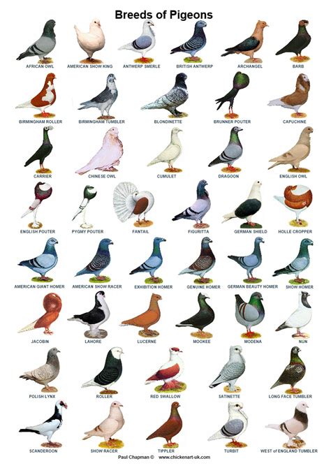 A4 Posters Pigeons 44 Breeds Homers Tumblers Tipplers Etc Etsy