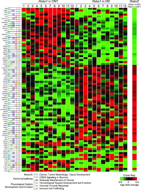 Hierarchical Clustering Of The Hyper Or Hypo Methylated Positions