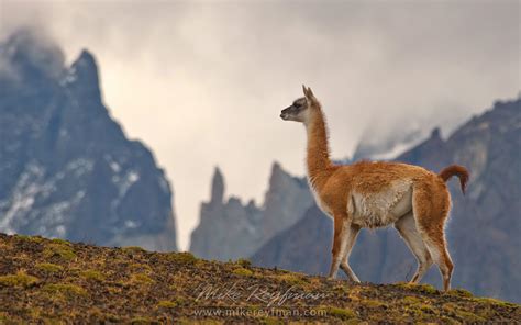 Horses are grazing on the beautiful background of Patagonian Andes ...