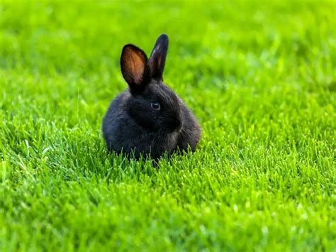 Alaska Rabbit Complete Guide 2024 Rabbit Insider