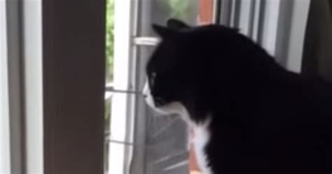 Los Animales y sus Humanos Sorprendente reacción de este Gatito al ver