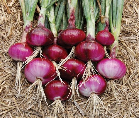 Onion Hd Wallpapers Onion Planting Onions Plants