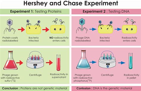 Describe the Hershey and Chase experiment. Write the conclusion drawn by the scientists after ...