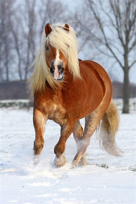 Dark Chestnut Haflingers Süße Tiere Haflinger Pferde Schöne Pferde