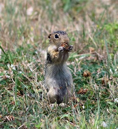 Striped Gopher 1 Photograph By Lori Tordsen Pixels