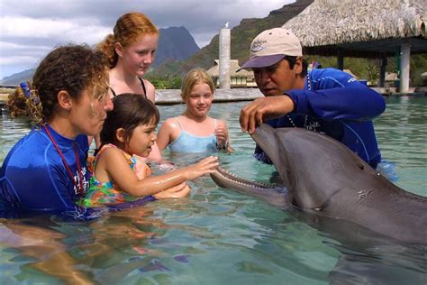 Top Moorea Activities for Luxury Travel - Dolphin Encounter