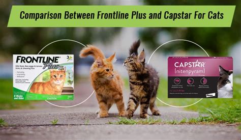 Cat Care Guide: Comparison Between Frontline Plus And Capstar For Cats