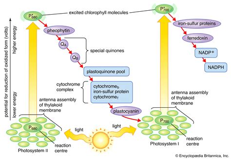 Difference Between Photosystem 1 Ps1 And Photosystem 2 Ps2