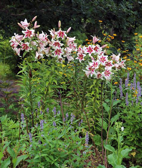 I Love Lilium orientalis, aka Oriental Lilies | GardenLady.com