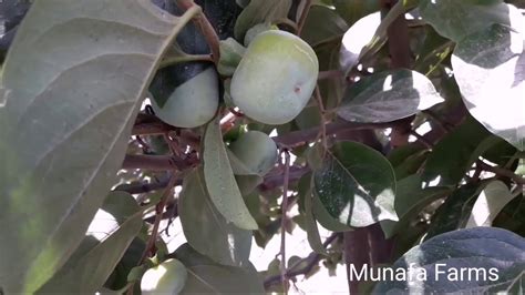 Japani Phal Farming Persimmon Plant Reviewjapani Phal Fruit Youtube