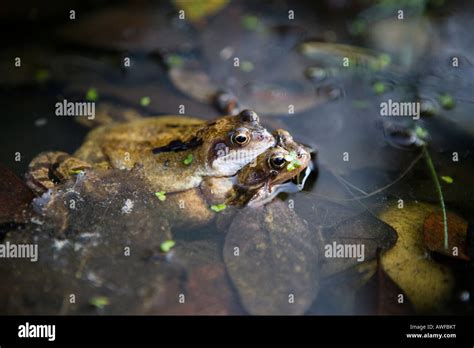 Ranas en estanque fotografías e imágenes de alta resolución Alamy