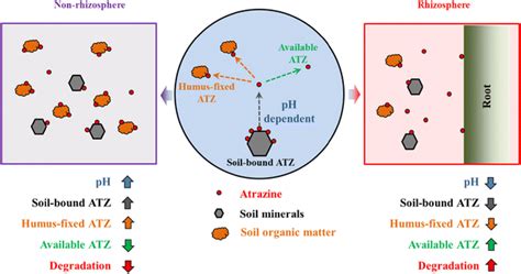 Schematic Relationship Between Different Atrazine Atz Speciation In Download Scientific