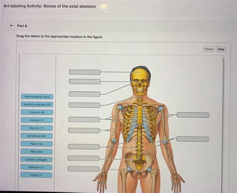 Axial Skeleton Labeling Worksheets