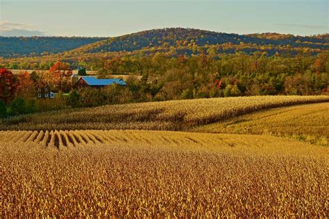 Golden Fall Corn Fields Homestead Photograph By Blair Seitz Pixels