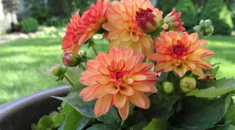 A Comprehensive Guide To Selecting And Preparing Dahlia Tubers For