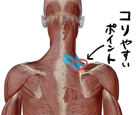 肩こりの原因になる場所ガチガチポイント解消セルフマッサージの極意 Miyoshi整体サロン