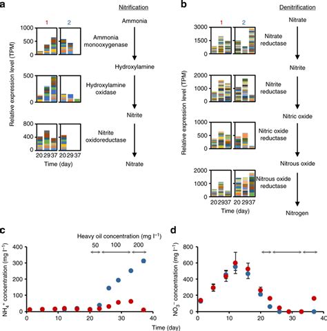 Relative Expression Levels Of Genes Involved In Nitrogen Metabolism And Download Scientific