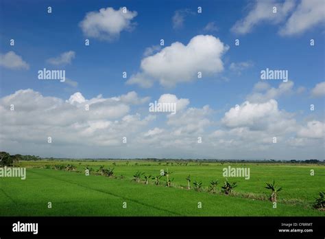 Rice Fields Dominican Republic Caribbean Rice Agriculture Stock