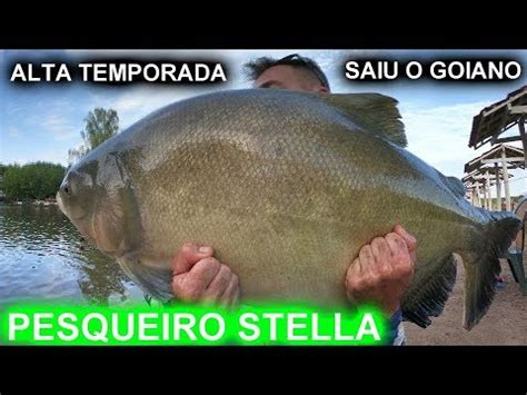 Pesqueiro Stella Preparem Os Bra Os Muito Peixe E Resenha Youtube