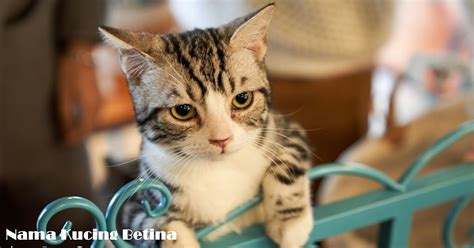 bagus nama nama kucing betina awalan  terbaru  artinya tabir dakwah