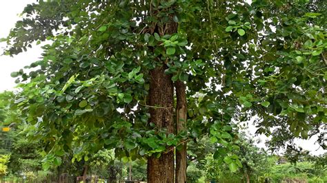 Rajasthan: Sandalwood tree stolen from judge Kishan Gujjar's home