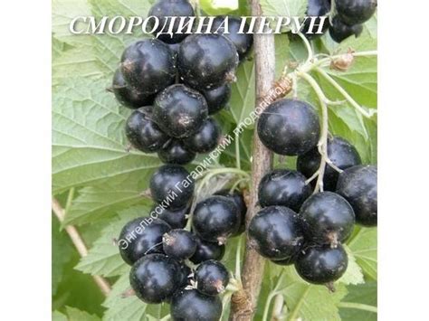 Смородина Перун | Sazhency64.ru - продажа саженцев