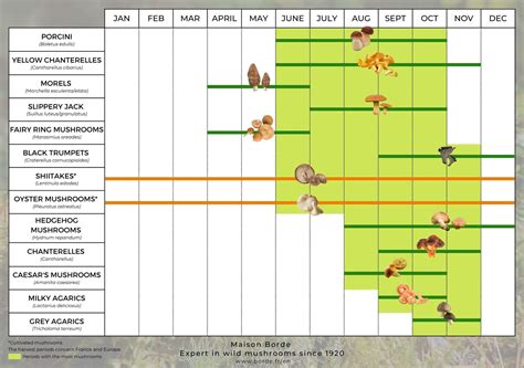 Fresh Mushrooms Harvesting Seasons Identification Edibility Preparation