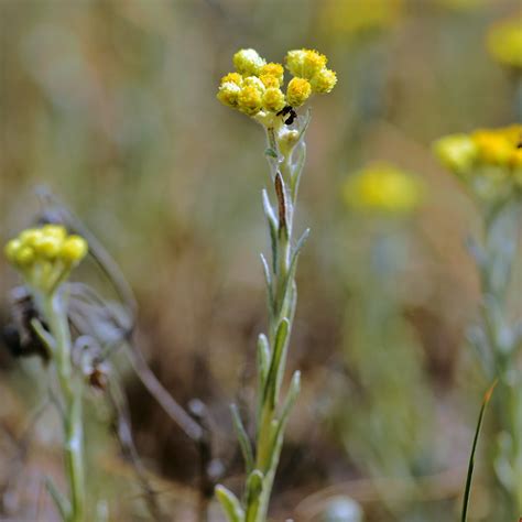 Sand Strohblume Helichrysum Arenarium Ngid Flickr