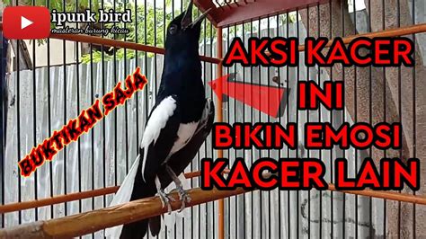 Burung Kacer Isian Teledekan Gunung Gacor YouTube