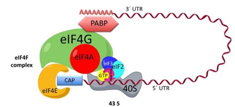 Initiation Complex The Interaction Between The EIF4F Complex 43S And