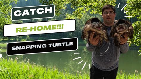 How To Safely Catch Snapping Turtles From A Farm Pond Youtube