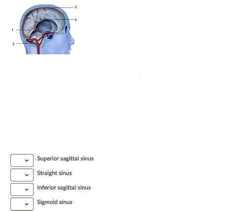 SOLVED: Superior sagittal sinus Straight sinus Inferior sagittal sinus ...