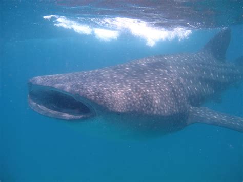 Diving in Tofo, Mozambique #diving #mozambique #tofo #tofoscuba ...