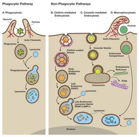 An Overview Of Phagocytic And Non Phagocytic Pathways A Phagocytosis