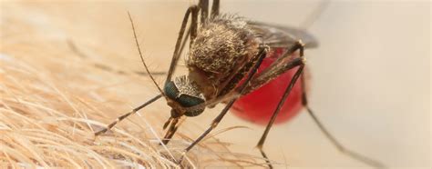 Mosquito Borne Diseases And Dogs Hartz