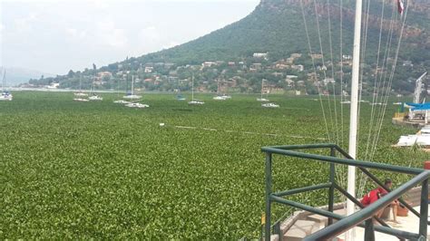 Harties dam invaded by algae due to sewage spills