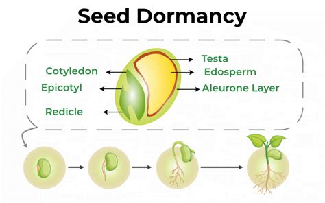 45 Plant Growth And Development Seed Germination Phases Conditions Differentiation