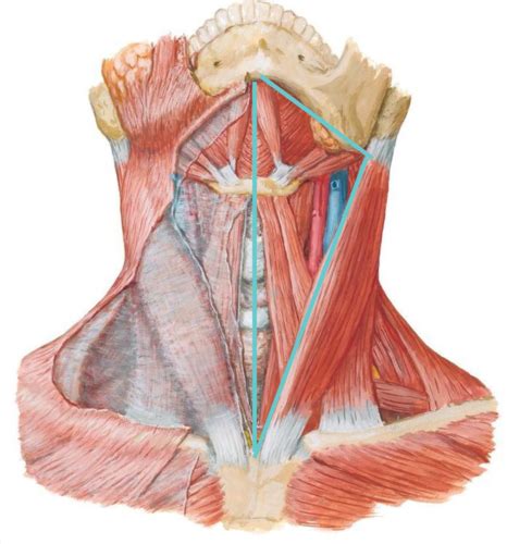 Anterior Triangle Suboccipital Region Flashcards Quizlet