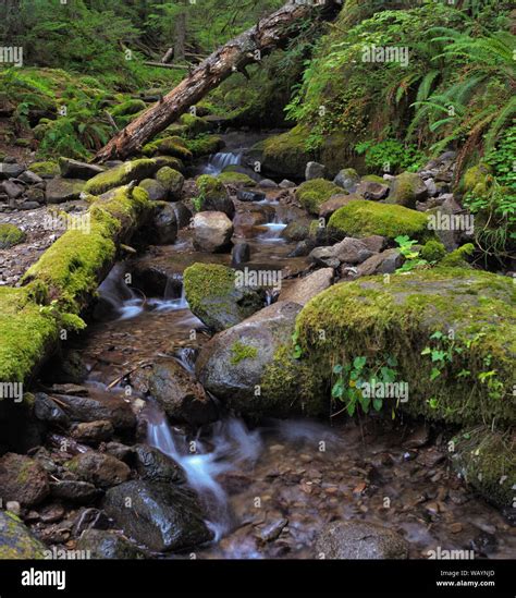 Parker Creek Falls Hi Res Stock Photography And Images Alamy